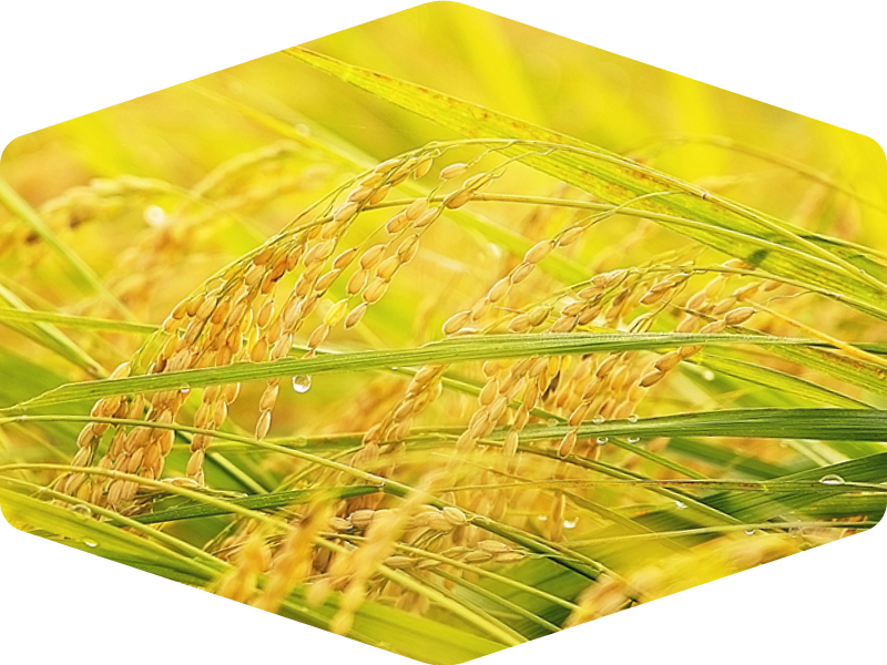 写真：稲穂の写真