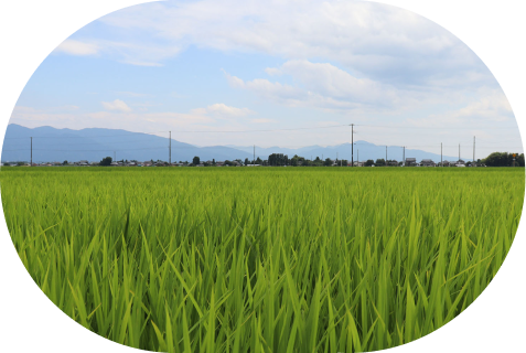 写真：田植えの後の苗の写真