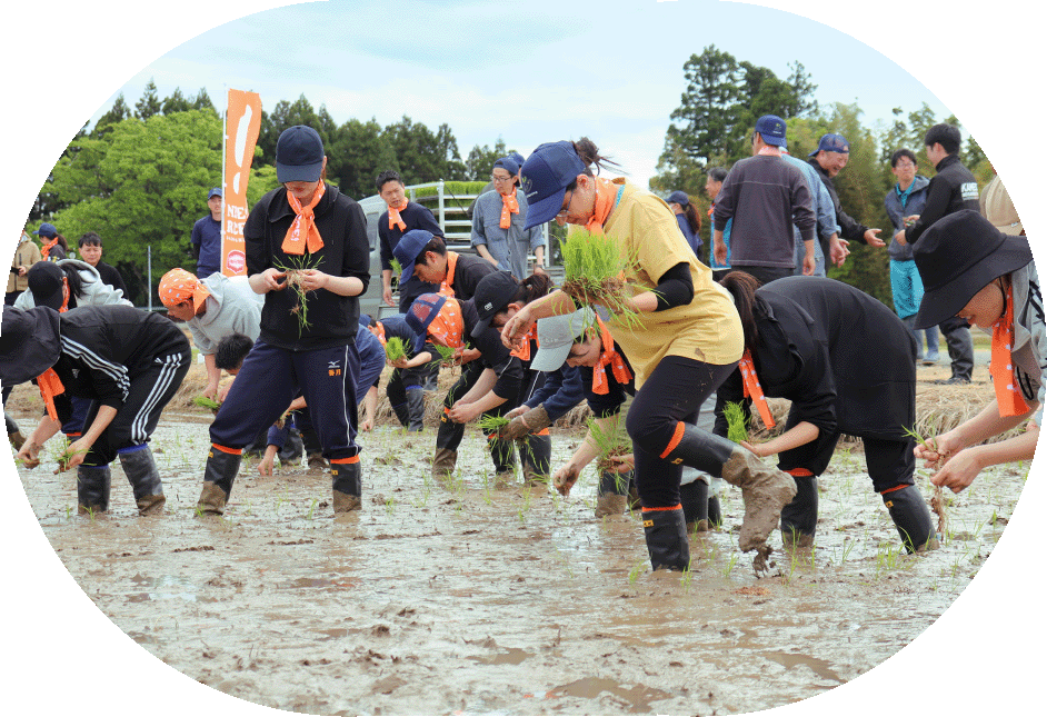 写真：亀田成果の新入​社員​が田植えを行っている写真