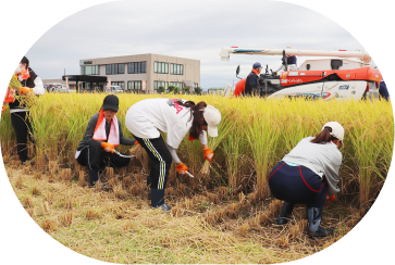 写真：亀田成果の新入​社員​が田植えを行っている写真