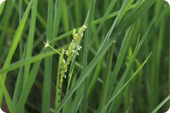 写真：お米の苗のアップ写真