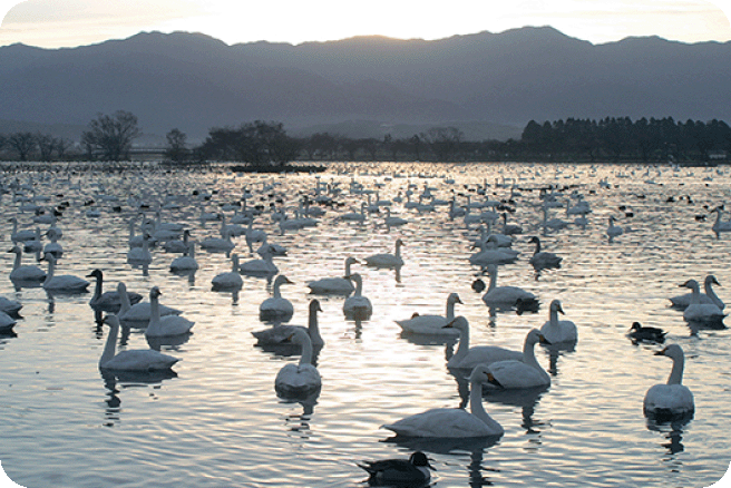 写真：新潟県阿賀野市の阿賀野川に集まる白鳥の写真　写真提供は阿賀野市