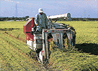 トラクターによる稲刈り
