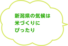 新潟県の気候は米づくりにぴったり