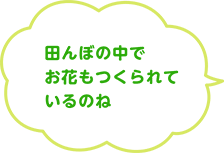田んぼの中でお花も作られているのね